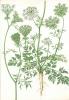 Daucus carota