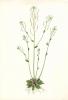 Arabidopsis thaliana<br>(Tere Otu)