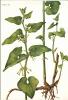 Aristolochia clematitis<br>(Loğusa otu) 