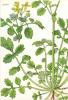 Chelidonium maius